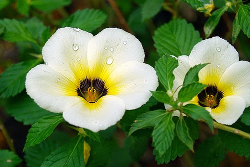 Manfaat dan Khasiat Bunga Pukul Delapan (Turnera Subulata) Manfaat dan Khasiat Bunga Pukul Delapan Manfaat dan Khasiat Bunga Pukul Delapan (Turnera Subulata)