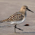 Baird's Sandpiper on beach at West Angle