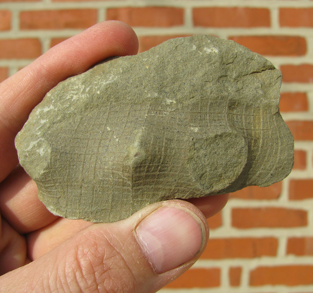 Views of the Mahantango Hydnoceras bathense fossil glass sponge from