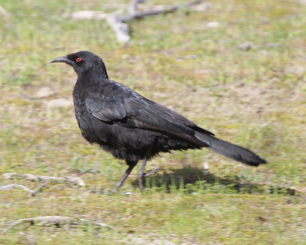 Tony's Photo Blog Adelaide Hills a few birds