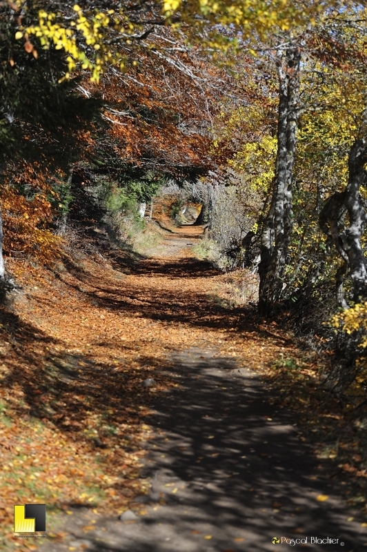 tunnel de végétation au bord du lac du bouchet photo pascal blachier