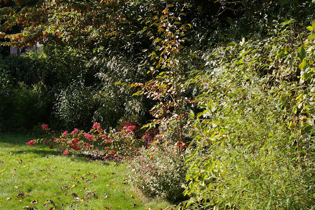 Roses Du Jardin Cheneland Hydrangea Paniculata Vanille Fraise