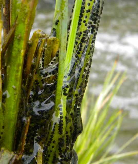Pam's English Cottage Garden Water Plants