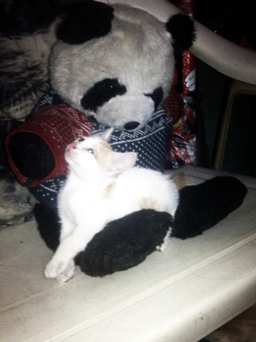 Lavishly Parsimonious Simply Enjoying Life Cat Giving Birth At