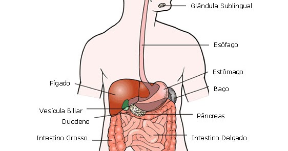 espaço ciências a digestÃo 8º ano