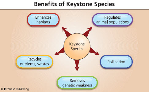Are keystone species always top predators? At what levels of the food chain can  keystone species be found? What makes sea otters keystone species?