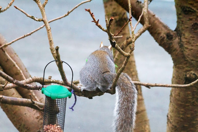 Squirrel Thief Squirrel Thief