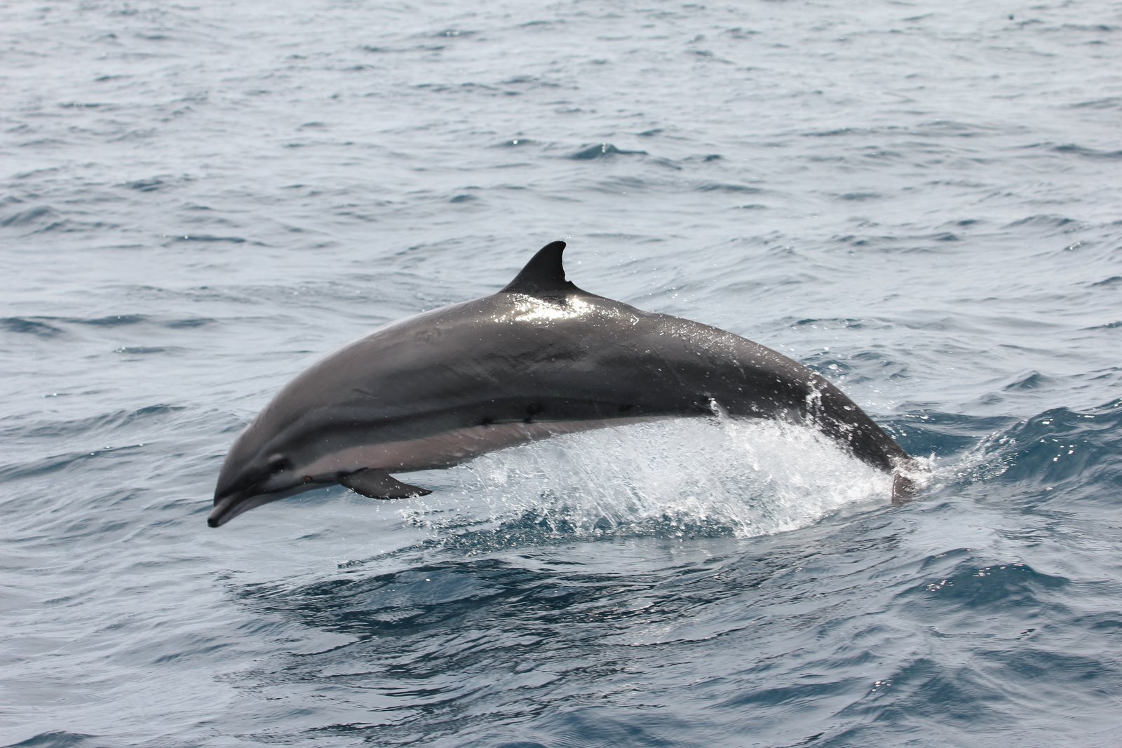 Fraser Dolphin