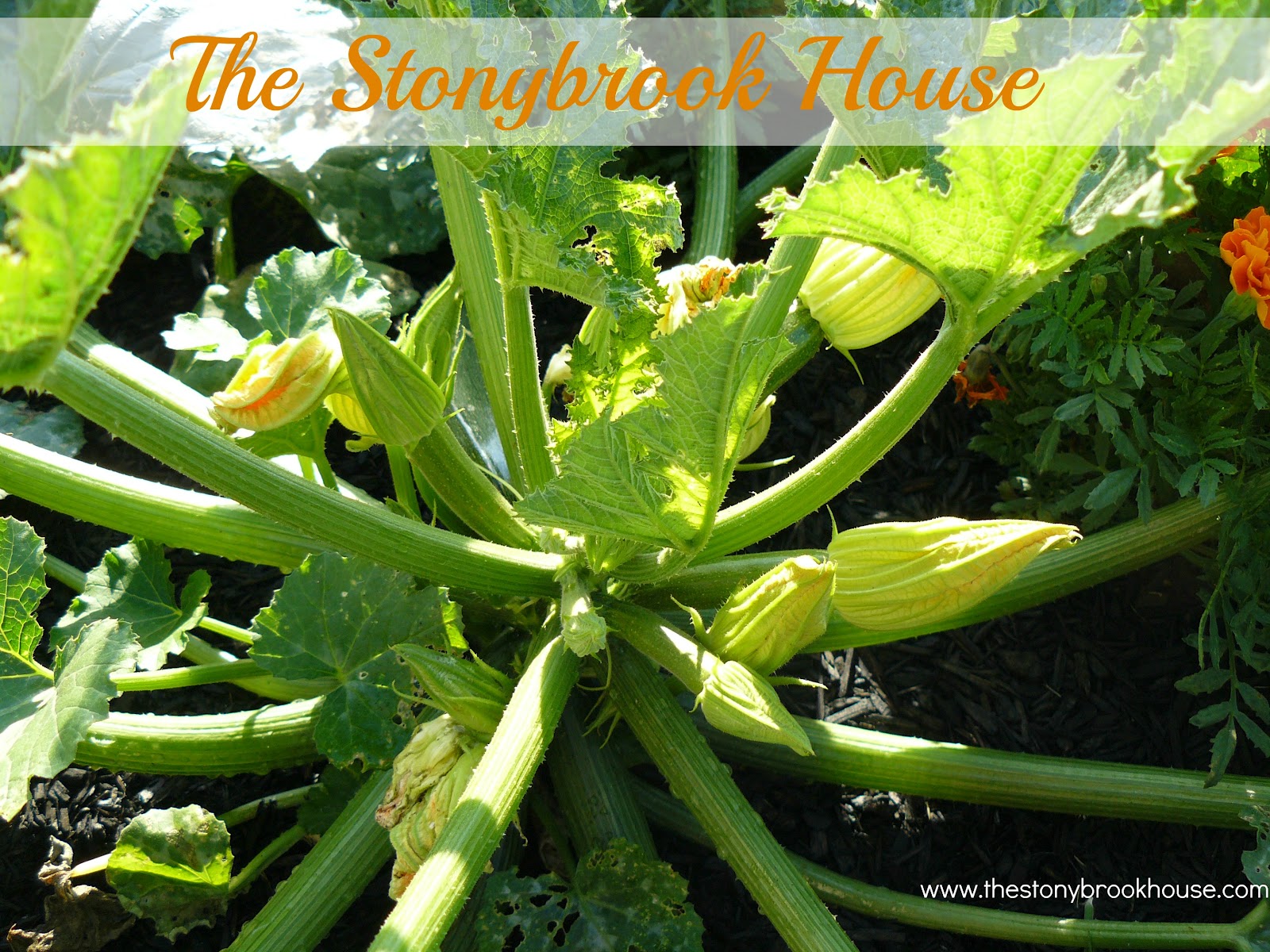 Canned Zucchini Relish UPDATED!! The Stonybrook House