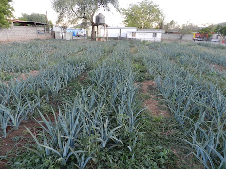 Vivero del Sr. Gildardo Encinas.  2 años.