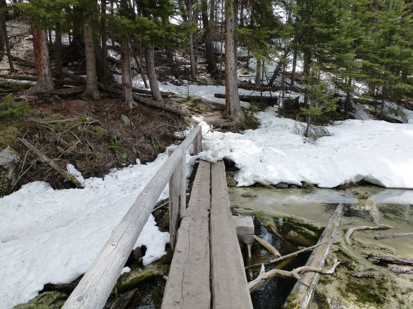 Brian and Ashley's Hiking Blog! Trout Lake Hike (Yellowstone National