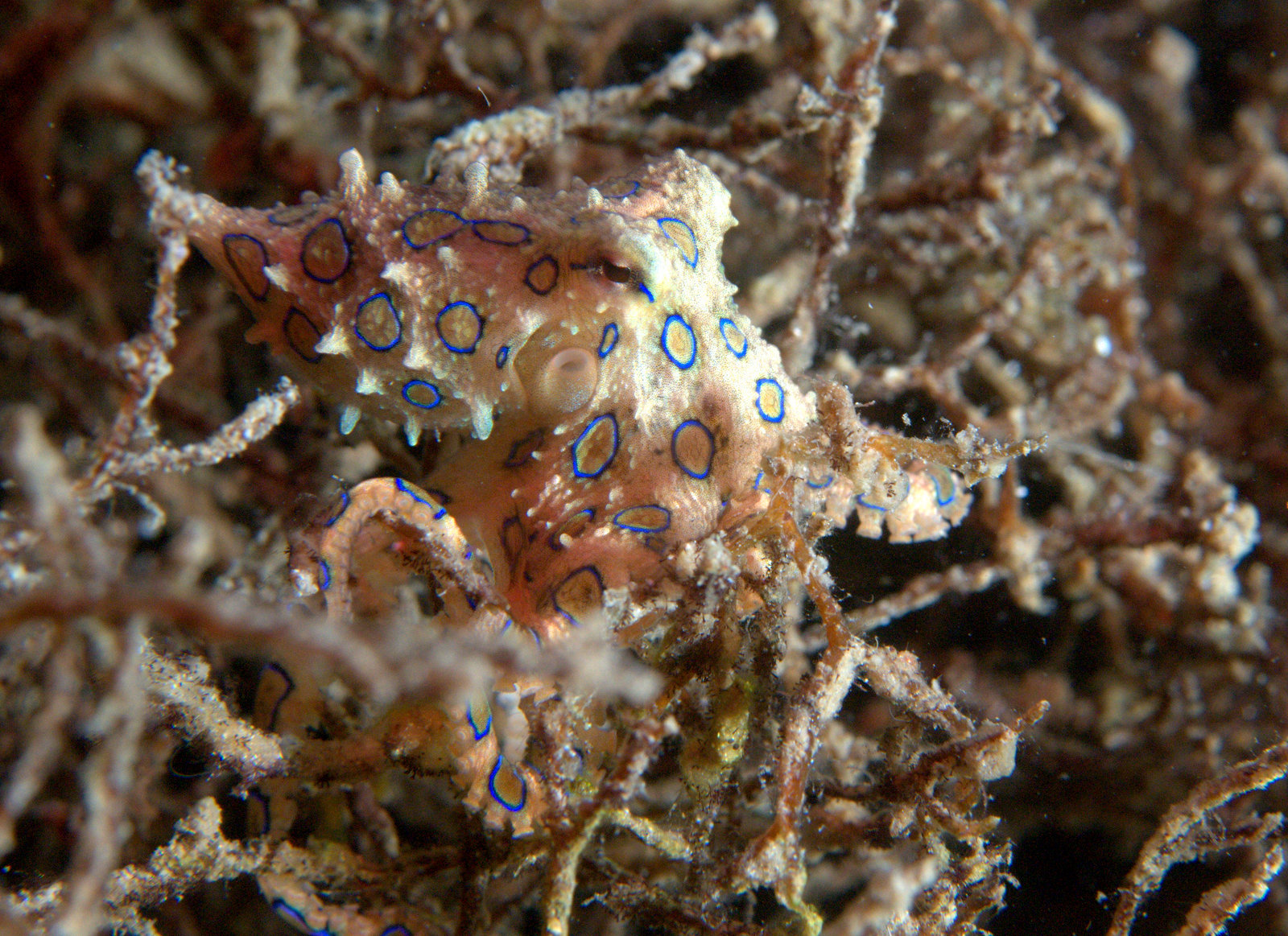 under pressure world: Greater Blue-ringed Octopus series.