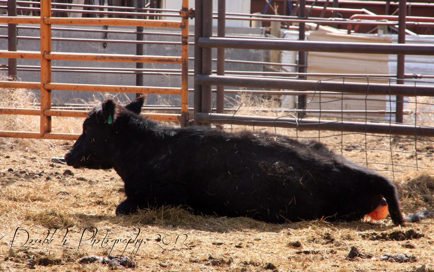 Double H Photography Pulling a Calf