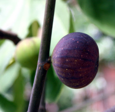 il fico, da frutto a caglio vegetale