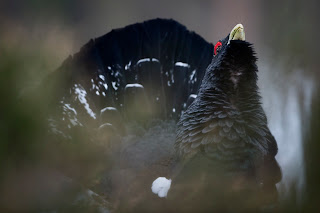 Descripción: C:\Users\H425\Desktop\WildWondersofEurope_JanneHeimonen_Capercaillie.jpg