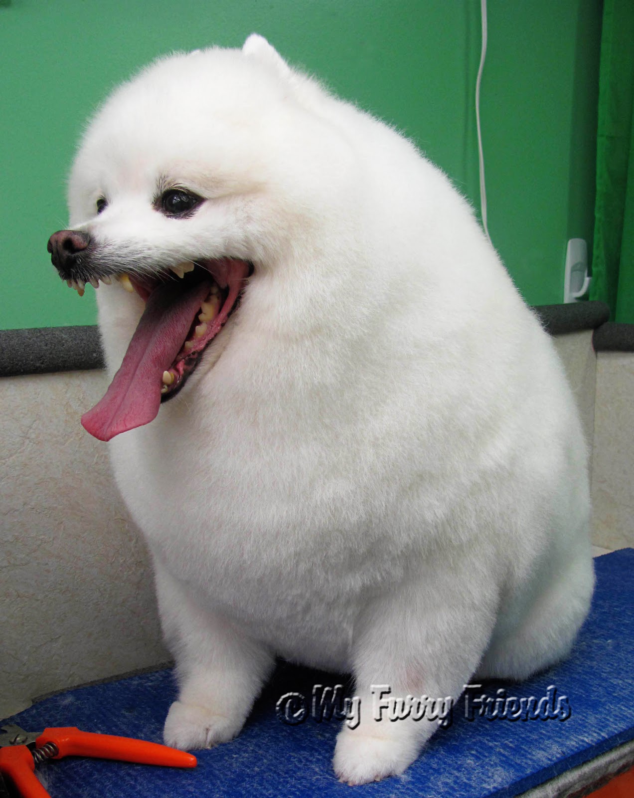 Pet Grooming The Good, The Bad, & The Furry November 2011