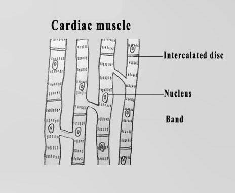 Draw It Neat How To Draw Muscle Cells