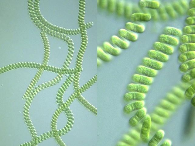 Biologipedia Protein Sel Tunggal
