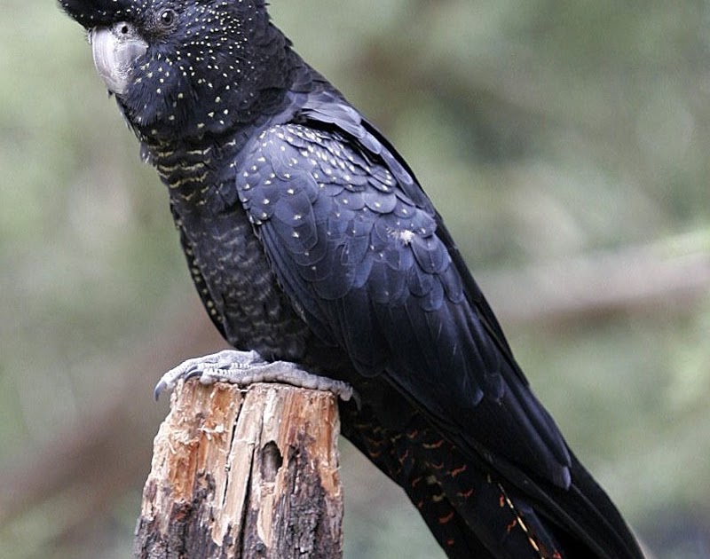 Ovaltes Black Cockatoo Conservations and Distribution