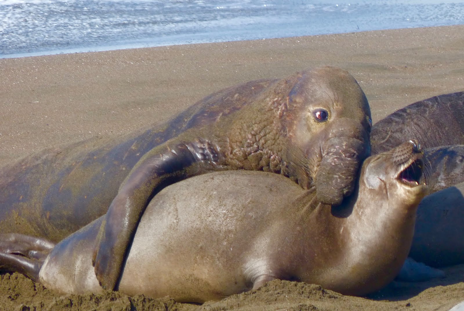 walrus sex pics free 30 minute milf video