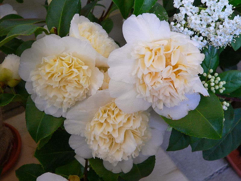HOW TO TAKE CUTTINGS FROM CAMELLIA The Garden of Eaden