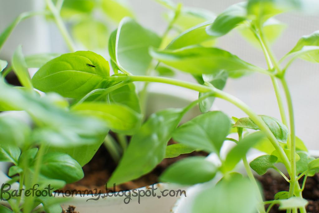 life in the slow lane fun with fungus gnats life in the slow lane fun with fungus gnats