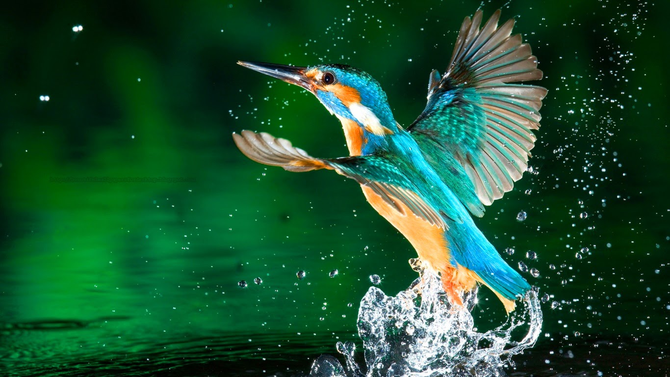 Beautiful Wallpapers for Desktop: King Fisher wallpapers hd