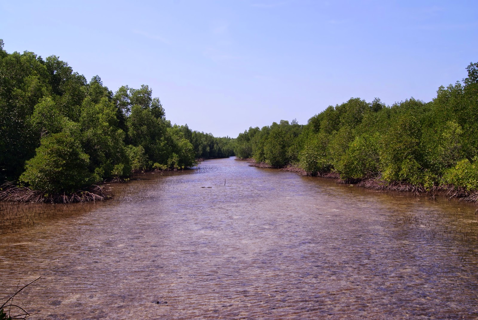 Hutan Mangrove Karimunjawa Jepara Jawa Tengah - Special Pengetahuan