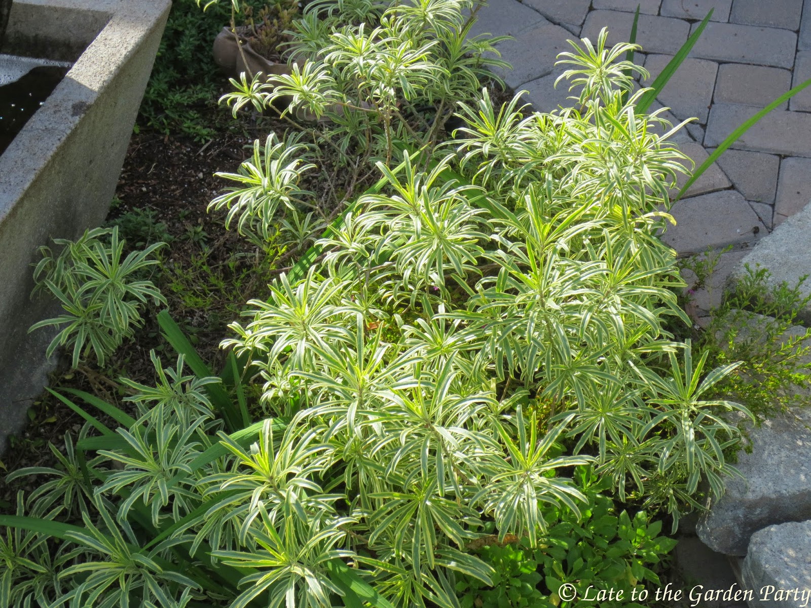 Norm S Nursery February 2015