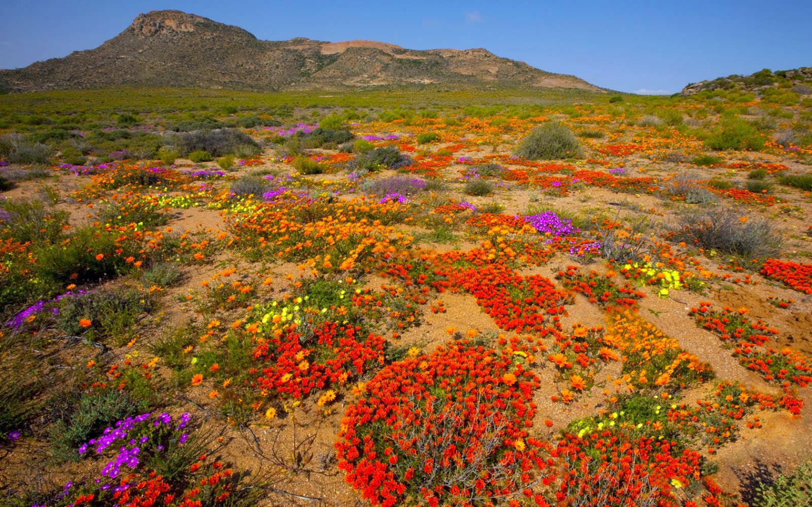 Northern Cape flower season Experience the Northern Cape, South Africa