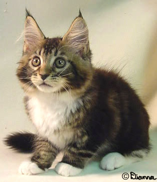 maine_coon_kitten.jpg