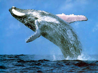Blue Whale ocean biggest creature wallpaper