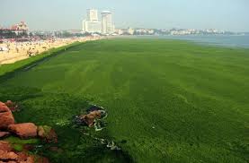 Berbagi Dan Peduli Laporan Praktikum Pengendalian Blooming Algae Berbagi Dan Peduli Laporan Praktikum Pengendalian Blooming Algae