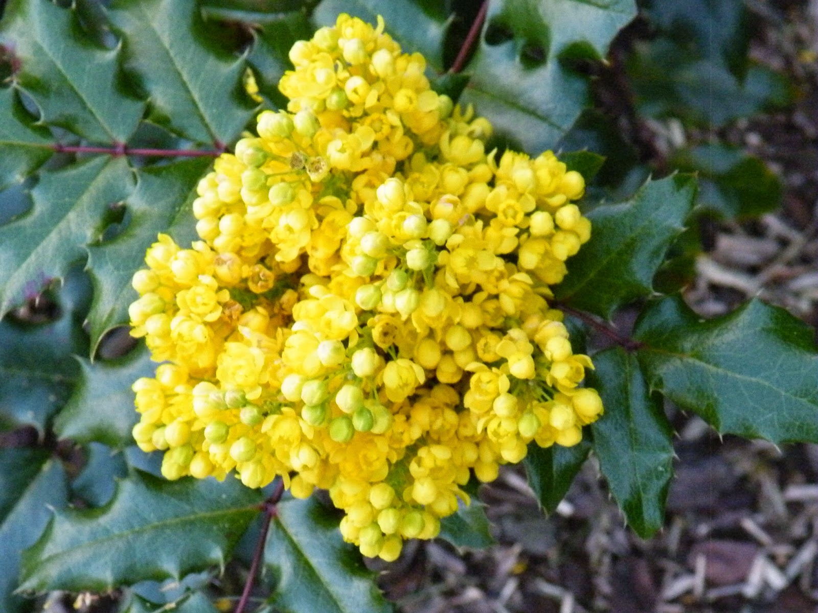 Du Four Au Jardin Et Mes Dix Doigts Houx Jaune