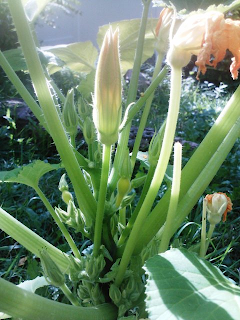 male and female flowers with a male in the foreground