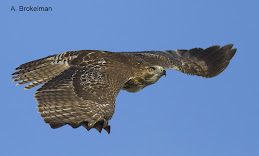 Red-tailed Hawk (juvenile)