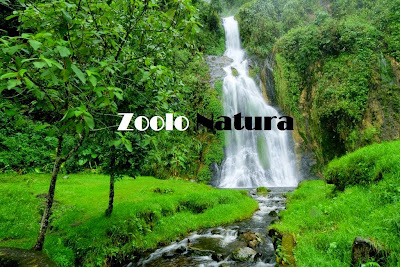 Zoolo Natura