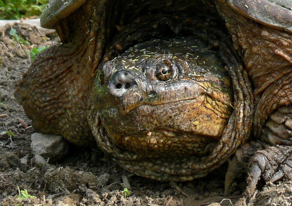 Ohio Birds and Biodiversity Got Turtle (pics)?