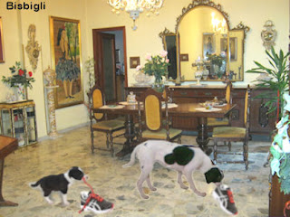 Bisbigli Come Far Smettere Al Cane Di Mordere I Mobili O Altro