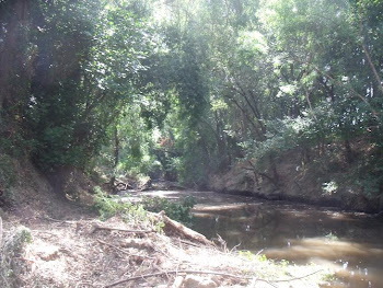 LOS ARBOLES QUE INTERFIERE EL PASO DEL AGUA SON RETIRADOS