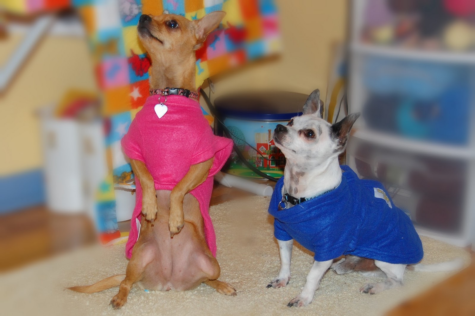 All List Of Different Dogs Breeds Fashionable Dog Clothes Tiny Dogs