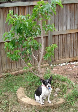 The Mulberry tree and my dog Millie