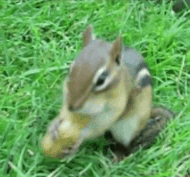 Funny animal gifs - part 86 (10 gifs), squirrel stuffs a nut in its mouth