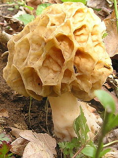 Sac Fungi