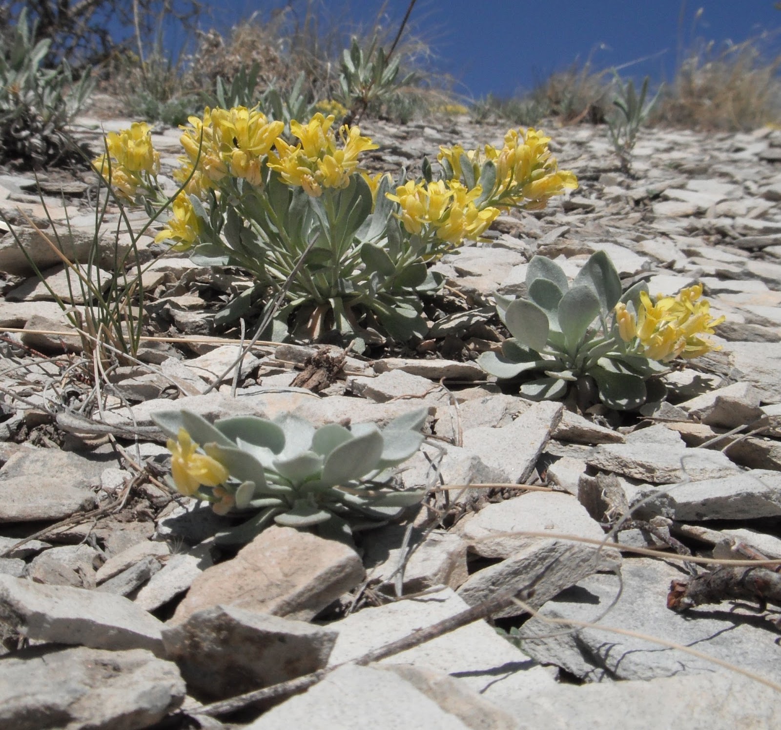 What�s That! in Colorado Bell�s Twinpod, A Rare Plant in
