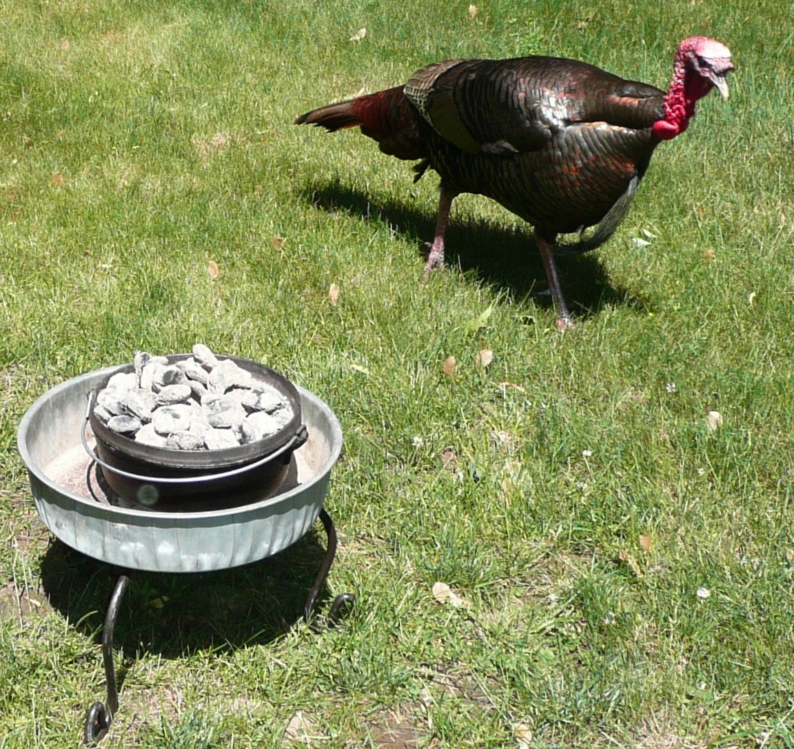 Everyday Dutch Oven Cheddar Buttermilk Biscuits