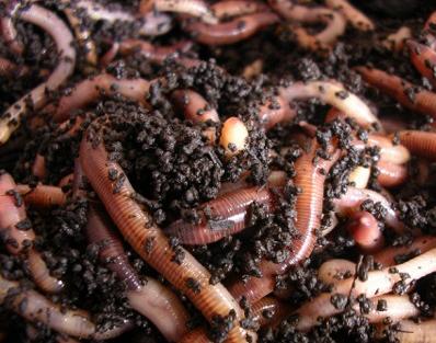 Utilization of biodegradable kitchen wastes into organic fertilizer using earthworms