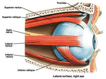CLARA DE HAAN, INDN 252
