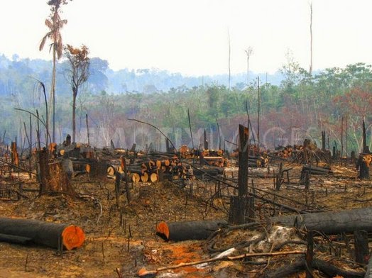 essays on deforestation of the amazon Sample essay on the causes and consequences of deforestation of the amazon rainforest causes for deforestation of the amazon rainforest buy research papers. essays on deforestation of the amazon Sample essay on the causes and consequences of deforestation of the amazon rainforest causes for deforestation of the amazon rainforest buy research papers.