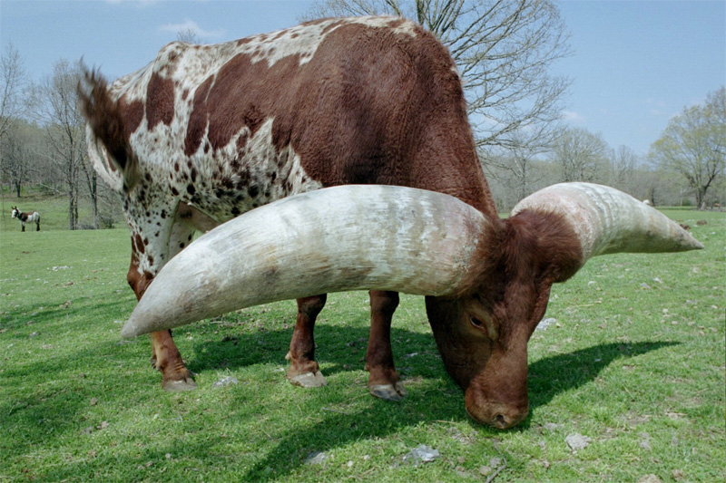 Largest horn circumference